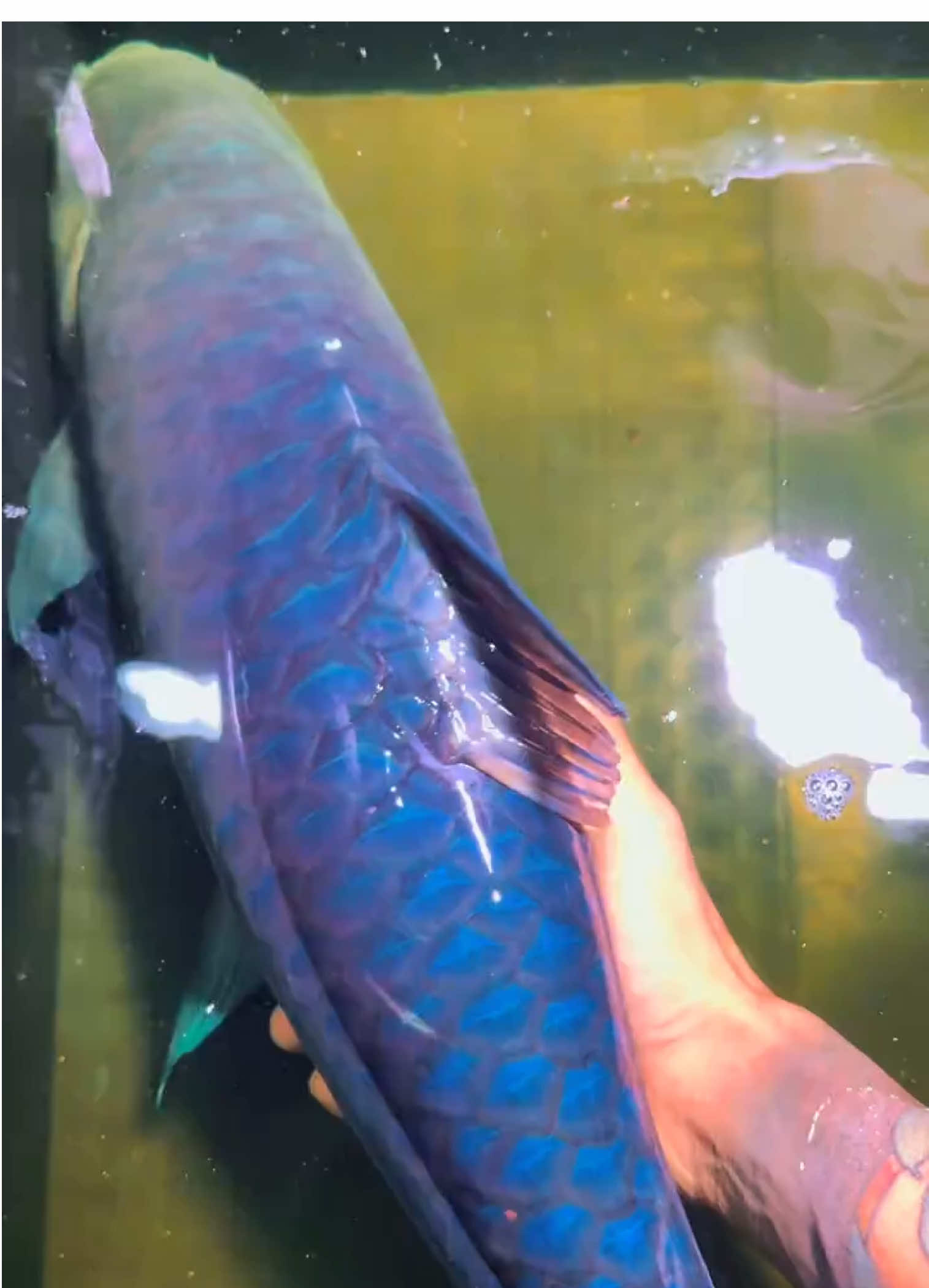 Blue mahseer siêu phẩm vip #minuongngoclam #bluemahseer #biotopeaquarium #casuoi #thuyquai 