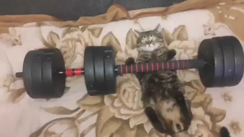 Чебур почувствовал себя тигром #приколы #смешныеживотные #видет #тикток #тиктокеркомедии 