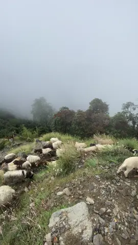 #creatorsearchinsights #gorkhali_muser❤ #nepathya_ff_official #nepalitiktok #fyp 