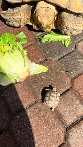 Baby 1 month and Mama 16 years #sulcata #tortoise #babysulcata