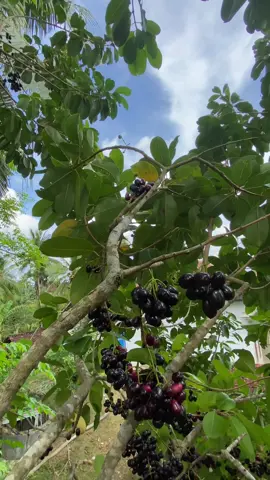 manise koyo senyumanmu mbak*#fyp#dhue’#buahbuahan#trending#buahmanis 