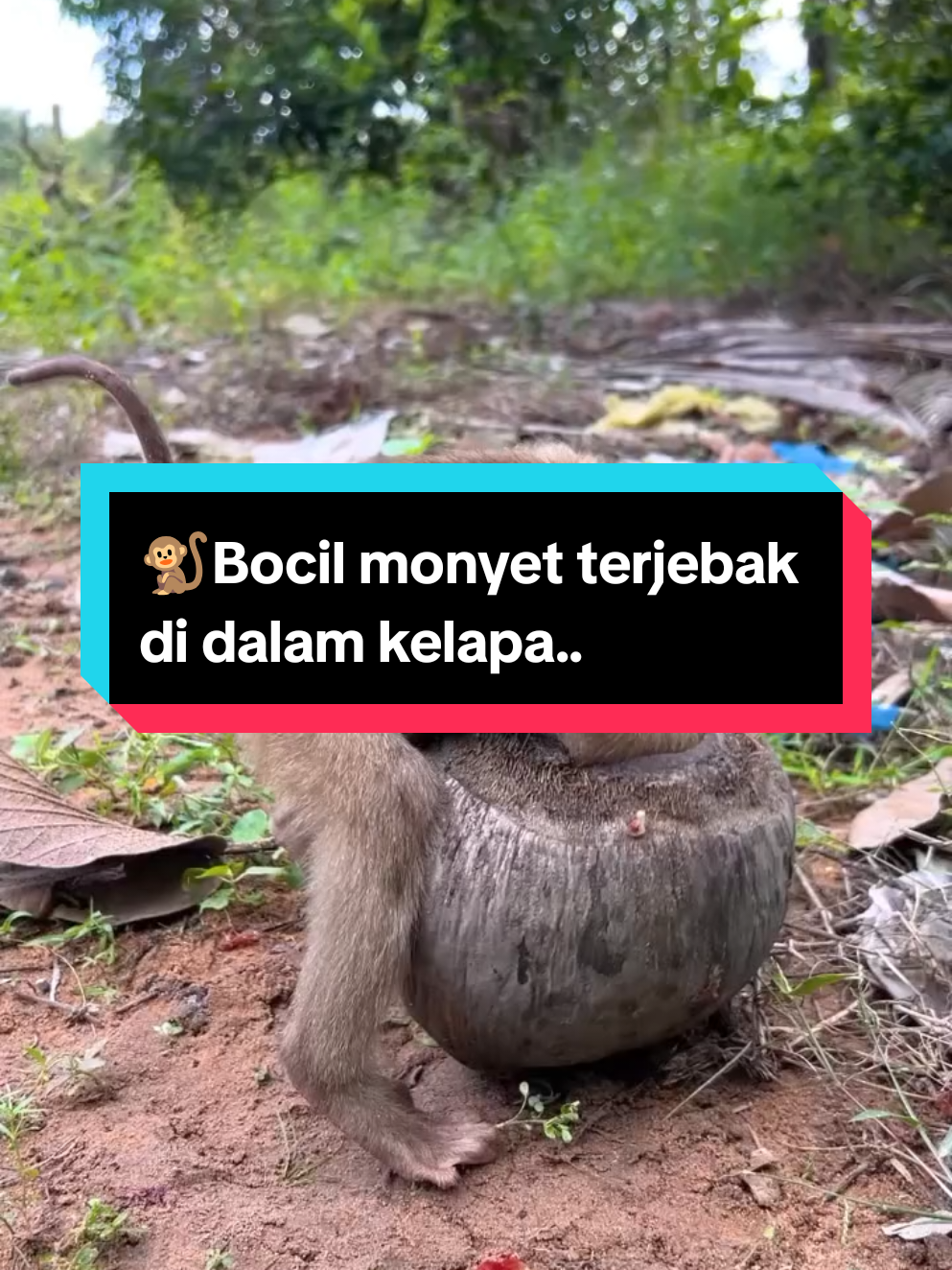 #CapCut 🐒Bocil monyet terjebak Kepala masuk kelapa.. #animallovers #sadsong #monyet #duniahewan 