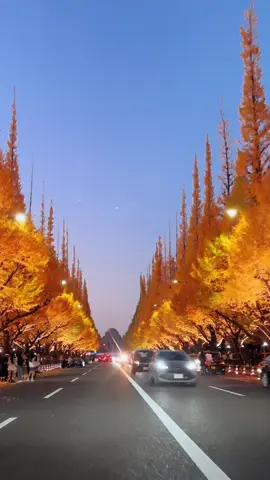 夕方の明治外苑のいちょう並木🌲🚘 もうすぐ枯れてしまいそう。。 明日からライトアップが始まるそうです🍁 #紅葉#japan #Tokyo #fyp 