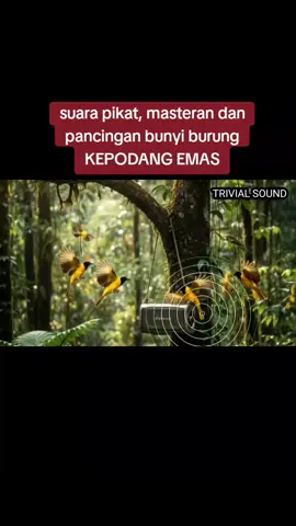 suara PIKAT, masteran dan pancingan bunyi burung kepodang emas #suaraburung #kicaumania #masteranburung 