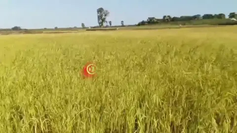 စပါးရယ်ဝါ#တောဓလေ့တောသဘာဝရဲ့အလှ😍😍😍😍 #fypシ 