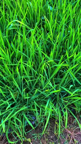 kasih badak juluk inak Ika #katakatasasaj#lomboktiktok#masukberanda#foryoupageシ#lombokvirall🌴🌴fypp