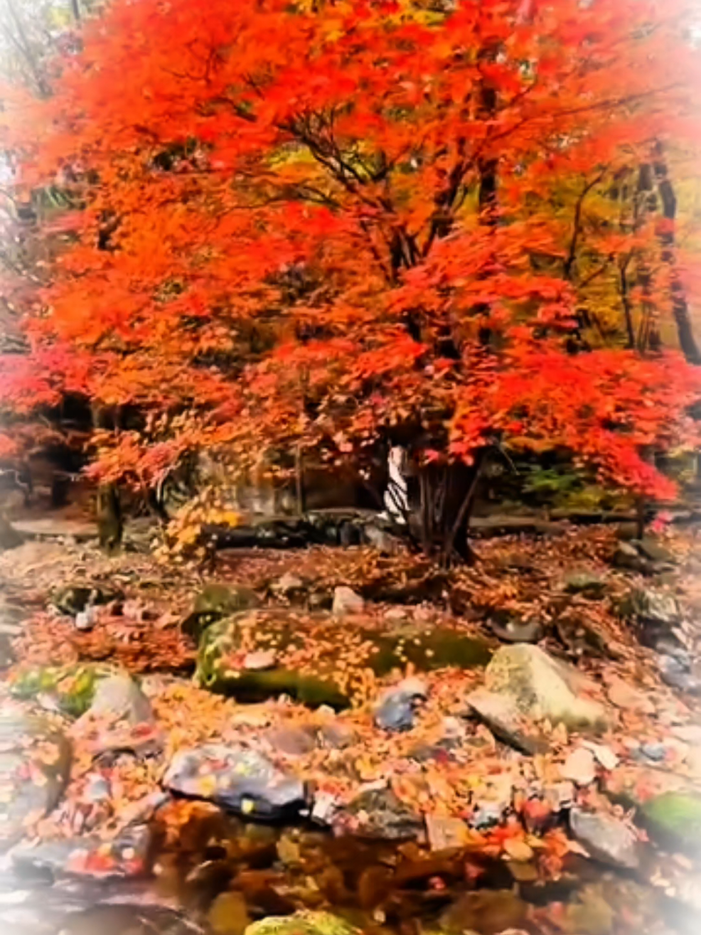 #CapCut @꧁❀✰🅔🅛🅨🅐✰❀꧂ 