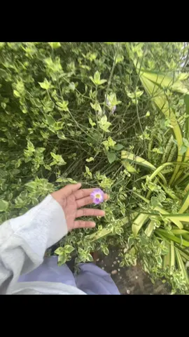 #อุบลราชธานี #ฟีดดดシ 