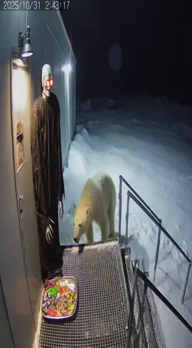 #熊 #くま #気絶 #ハロウィン #halloween