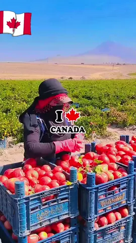 #canada_life🇨🇦 #canada🇨🇦 #canadatiktok 