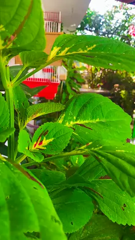 السمراء العربيه