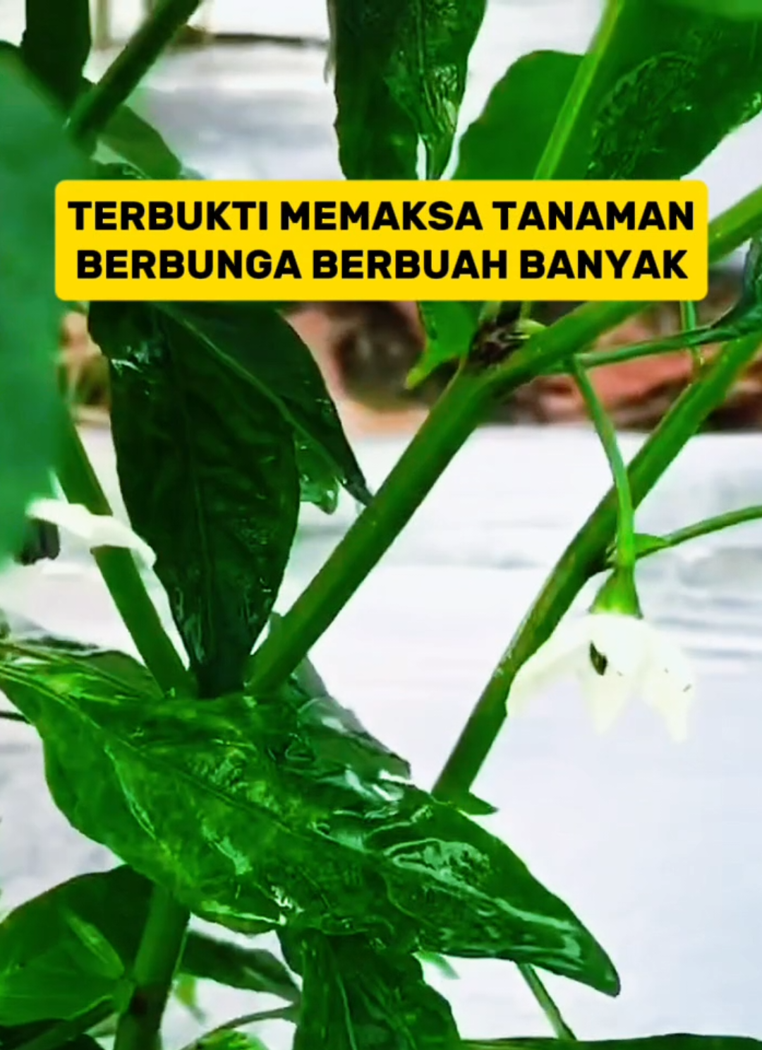pupuk pemacu bunga pupuk power flower pupuk buah atau pupuk pelebat buah yang sangat bagus #pupukpelebatbuah #pupukantitontok #petaniindonesia 