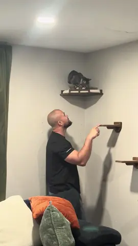 Can you understand what this cat is doing?🤣🤣🤣#funnycats #funnyanimals #petvideos #cat #catsoftiktok #fyp #usa #longervideos#catsoftiktok #fyp