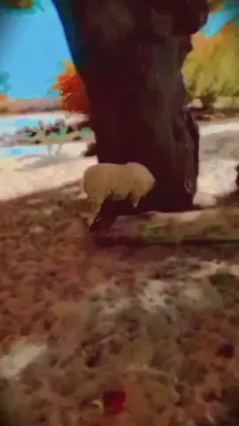 #jn tokhee monkhee dar keo 😭😢😢😢