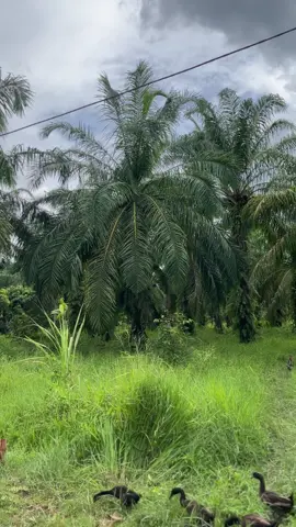 Yang penting cair 😂🤣 #fyp #BRgroup #kulisawit #promomakanharian 