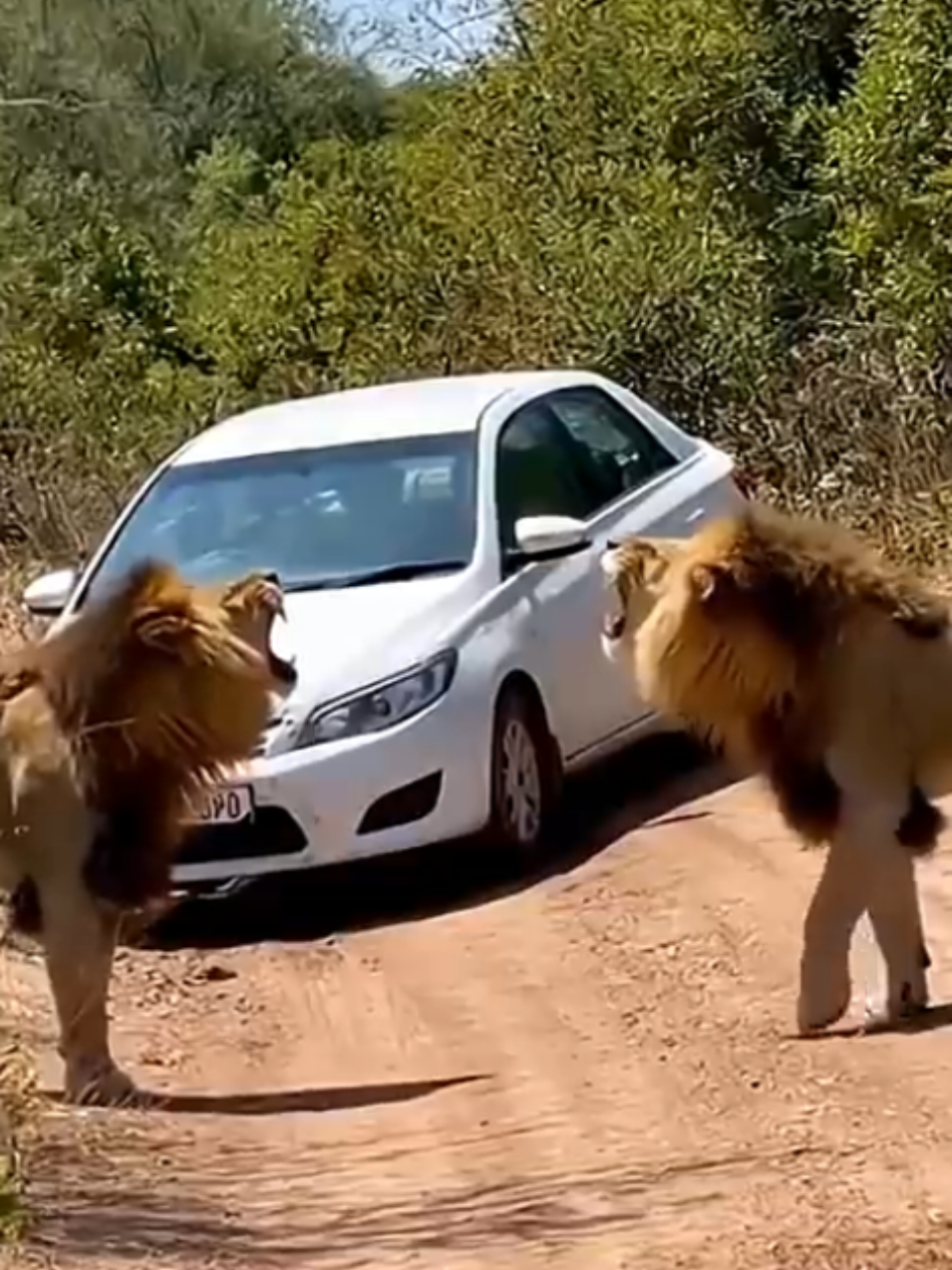 The_jungle_has_never_seen_this_before_#foryou #foryoupage #animal #viral #viralvideo 