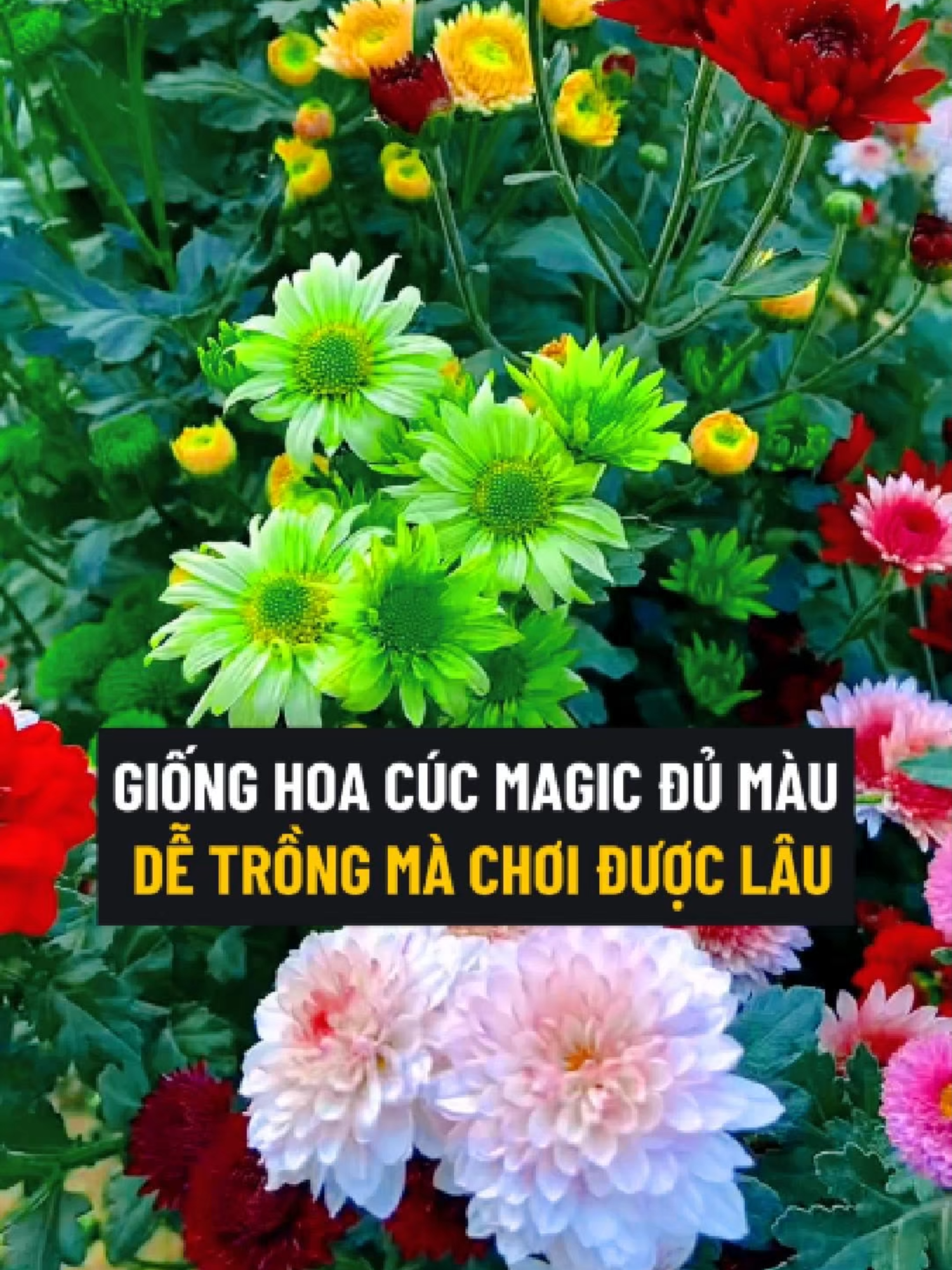 Giống Hoa Cúc Magic Đủ Màu Sắc Ra Hoa Khoảng 60 - 70 Ngày #hoa #hoacuc #hoacucmagic #cucmagic #hatgiong #hatgionghoa #hatgionghoacuc #hatgionghoacucmagic #hatgiongcucmagic #tronghoa #tronghoacuc #tronghoacucmagic #trongcucmagic