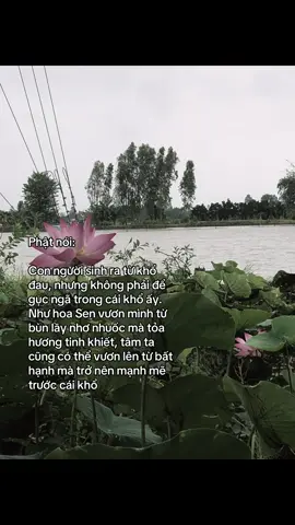 #phatphapnhiemmau #nammobonsuthichcamauniphat #nammoadidaphat #chuakhanhlamdatset 