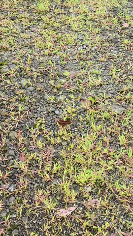 Sungguh indah🤩🍃#mountain #slametmountain #baturraden #baturradenpurwokerto #fyp 