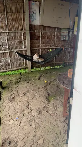 Thiếu quá trời nợ #xuhuong #chócỏmiềntây #cunyeu #cúniu😘 #cúnconđángyêu 