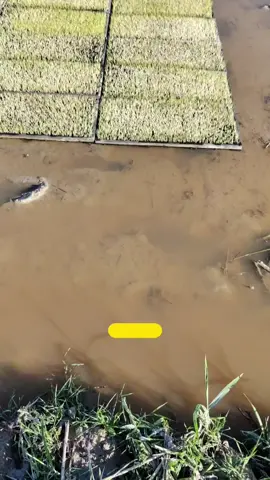 ช่วงนี้เพาะกล้าให้ลูกค้ายาวๆเลย