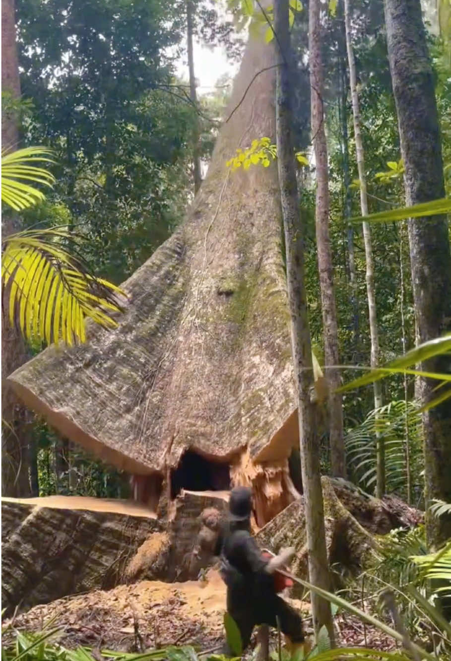 Remove the giant pineapple tree #satisfying #asmr #tree #oddlfysatisfying #fyp 