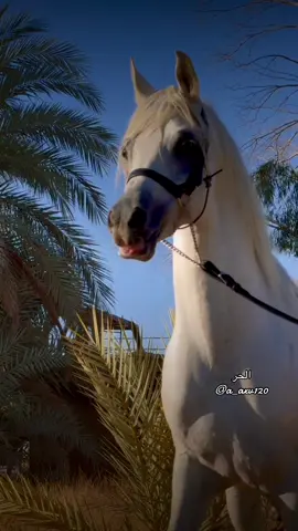 #أكسبلور_شعر_حكم_خواطر 