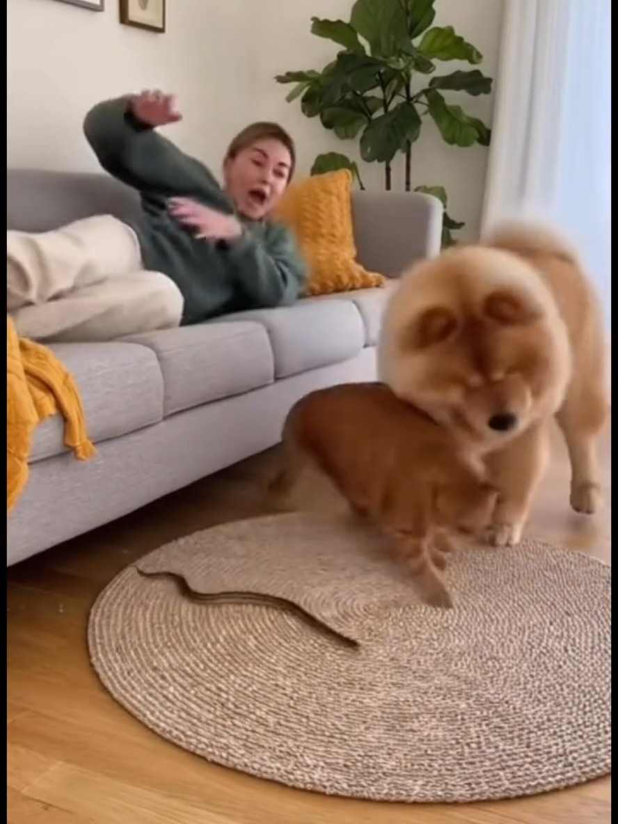 Cats so funny 😂😂😂😂😂🇺🇸🇺🇸 #funny #unitedstates  #fouryou  #funnyvideos #babiesfunny #cr  #fyp #funnybabies  #sofunny #babies  #foryoupage  #fypシ゚#fyp #cutebabies #funnyvideos #baby  #ha#funnybaby #babie #TikTokfunny #fy #unitedstates  #fyp#babiesfunny #TikTok #ty  #viral #lovebaby #foryoupage #fypage  #shorts#video #cute #koherai #cat #Kingdom #fyyy  #socute #fou #fypシ #foryouu  #sofunny#viralfunny #funny #v  #babi  #funnyvideosAli #funnyy  #babymodel#cutebaby#furbaby#babystyle#babycute#happybaby#babyfever#mybabygirl#babylife#babystagram#babygram#newbaby#justbaby#babygifts#babyreels#babyinsta#babybunny#babyhorse#babygirlstyle#babypictures 