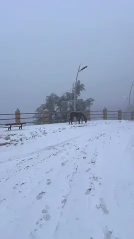 Chréa ❄️  #chrea #neige #blida #algeria #fyp 