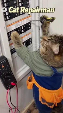 Cat as the Repairman #cat #funnycats #catslovers #viralfunnyvideo #catlife