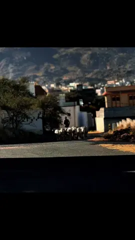 أحب تأمل رعي الغنم ، كوني كنت أرعى غنم أمي وأتسابق معه :) 