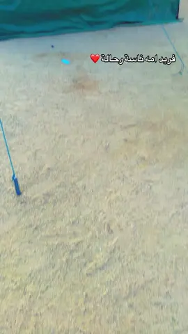 #الماهرية_عيال_وافي🤎🐪 #رزيقات_تراب_الهين #الجنينة_غرب_السودان  @ام جود 🐆❤️  @ام جود 🐆❤️ 