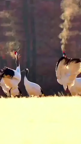 أترك أثراً طيباً.... #القران_الكريم_راحه_نفسية😍🕋 #عمرـالهاشمي #quran_alkarim #foryoupage #explore 