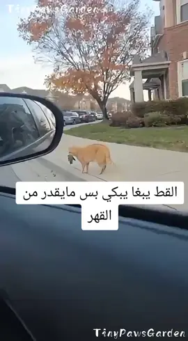 القط يبغا يبكي من القهر
