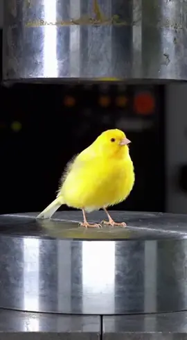 Hydraulic Pressure Machine Vs Bird  #bird #trending #viral #hydraulicpress #ai 