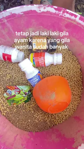 ful lagi pakan ayam @peternak muda 🇵🇭🇵🇭🇵🇭 @ayam plipins #tanjungselorkaltara #fyppppppppp 