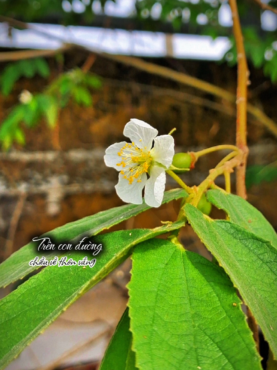 ...xin....câu cuối!!! #nhachaymoingay  #foryou  #fpy  #lặng989 