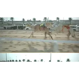 هباش 🔥👋🏻. #الهجن #تصميم_هجن #fypシ゚ #اكسبلور #هجن_الشحانيه 