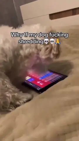 bro is going crazy 🎸 Credit: @joeseph_momma12 #guitartok #guitarist #dog #guitarmeme