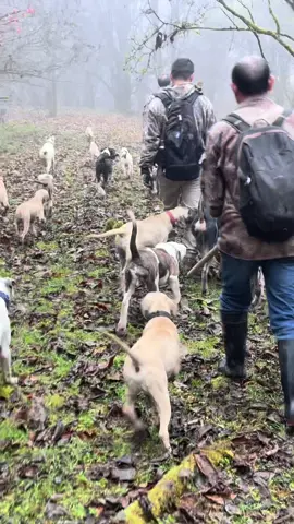 #houndsman #hounddog #Garmin training pup 