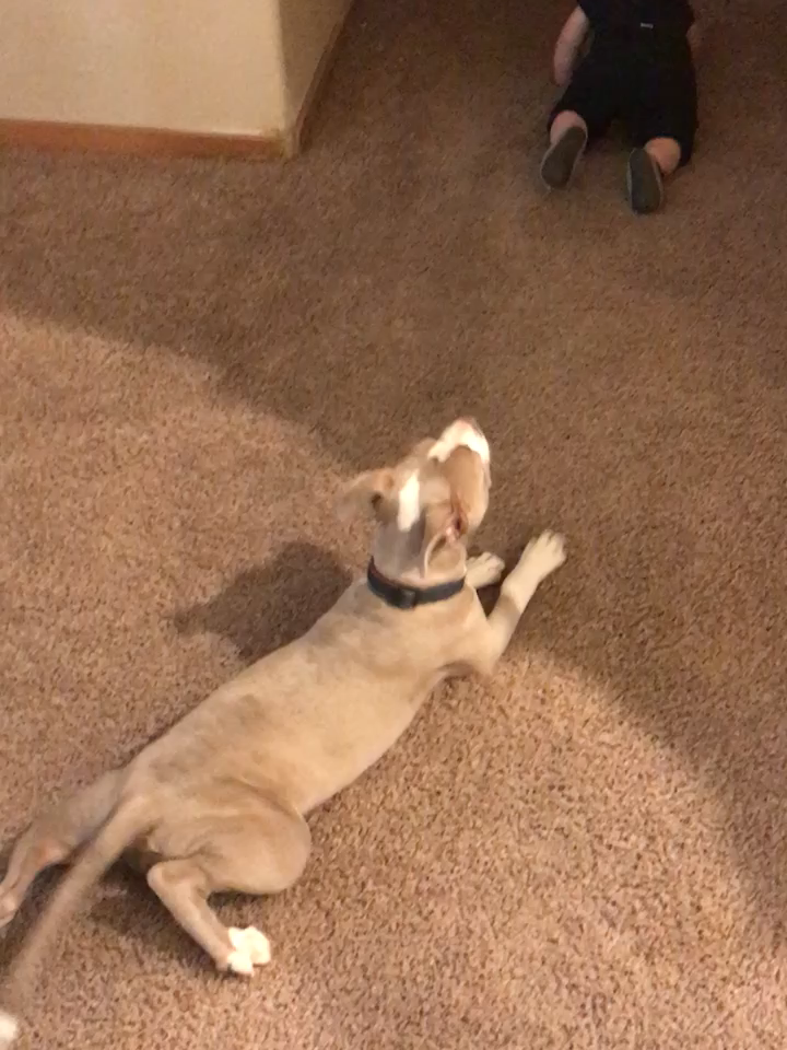 LOL 😂 More funny baby video: https://youtu.be/XA9ATOowqL8 #funnybaby #babyfever #5minutefails