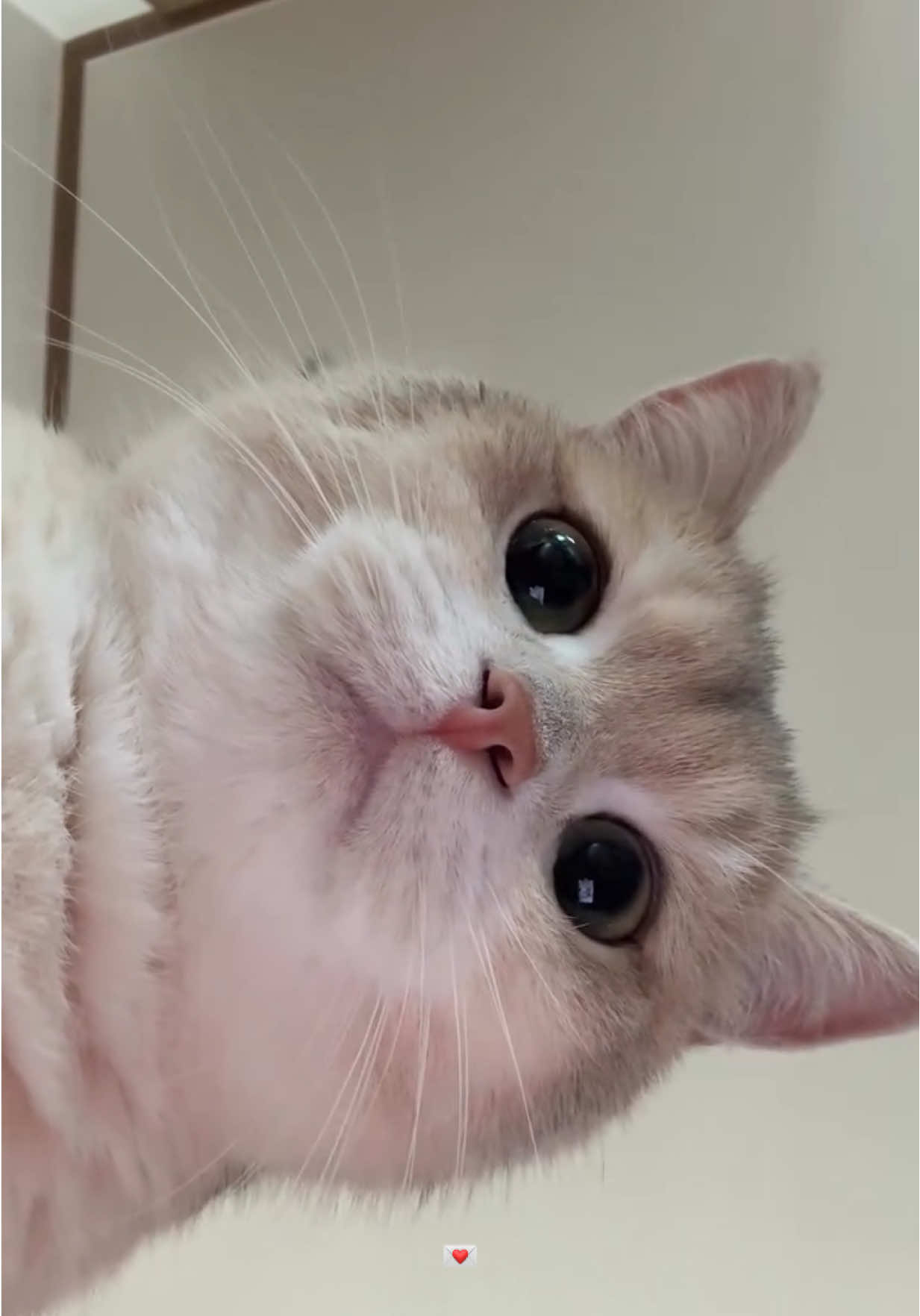 #fyp #cat #foryoupage #هيفاء_وهبي #اليسا 