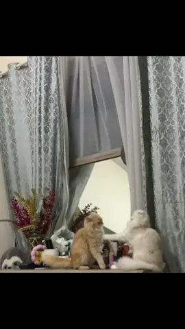 This cat love boxing 🥊 #catsoftiktok 