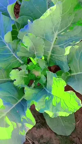 #trending #for #you #foryoupage ##foryoupage for you ✌️✌️✌️💯🩶🩶 for you video viral fyp foryoupage viral 🥰🥰 for you ✌️✌️ turned video viral 