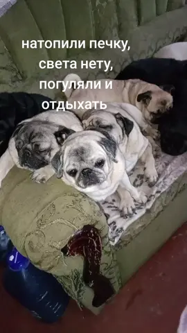 #мопсикитакиемопсики #спасениеживотных #эвакуациялюдей #мопсы 