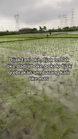 Ngene pora mantu idaman toh 🥰🥰🥰 #fypシ゚ #petaniindonesia🇮🇩🇮🇩🇮🇩🌿🌿 #petanimuda #fyppppppppppppppppppppppp #masukberanda 