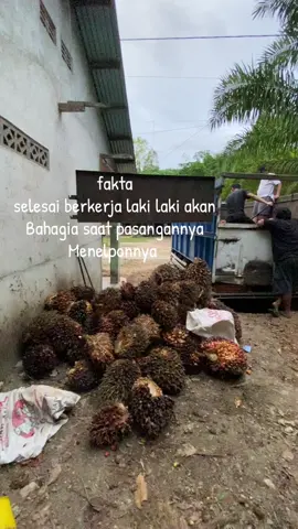 #promomakanharian #fyppppppppppppppppppppppp #lewatberandafypシ #capcut #kulisawitmalaysia🌴🇲🇾🇮🇩 