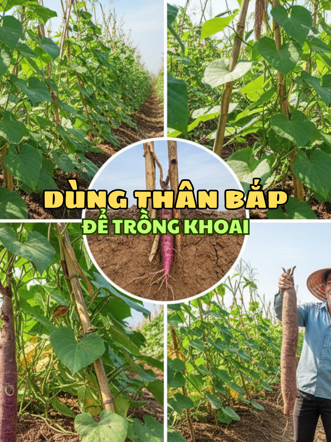 Người dân Vân Nam đang dùng thân cây ngô để trồng khoai mỡ. Thân cây ngô không chỉ làm giá đỡ giúp khoai mỡ phát triển thẳng, mà khi mục nát còn tăng chất hữu cơ cho đất, giúp khoai mỡ to hơn. Phương pháp này còn giúp thu hoạch dễ dàng, tiết kiệm thời gian và thân thiện với môi trường. #trongkhoaimo #nongnghiep #meovatnongnghiep #thancayngo #vantaynguoiviet