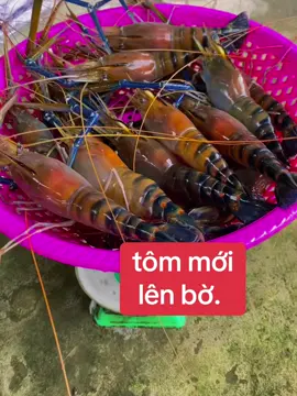 hàng víp#catomsongbe61 #songbe #cauca #xuhuong #binhphuoc 