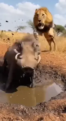 INCREDIBLE MOMENT 😂 WARTHOG VS LION 😂 #funnyvideos😂 #fyp #viralvideos #warthog #lion  